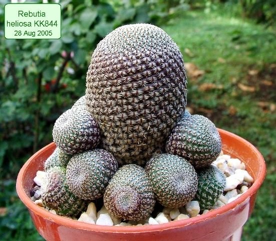 Rebutia _heliosa_ KK844 _12